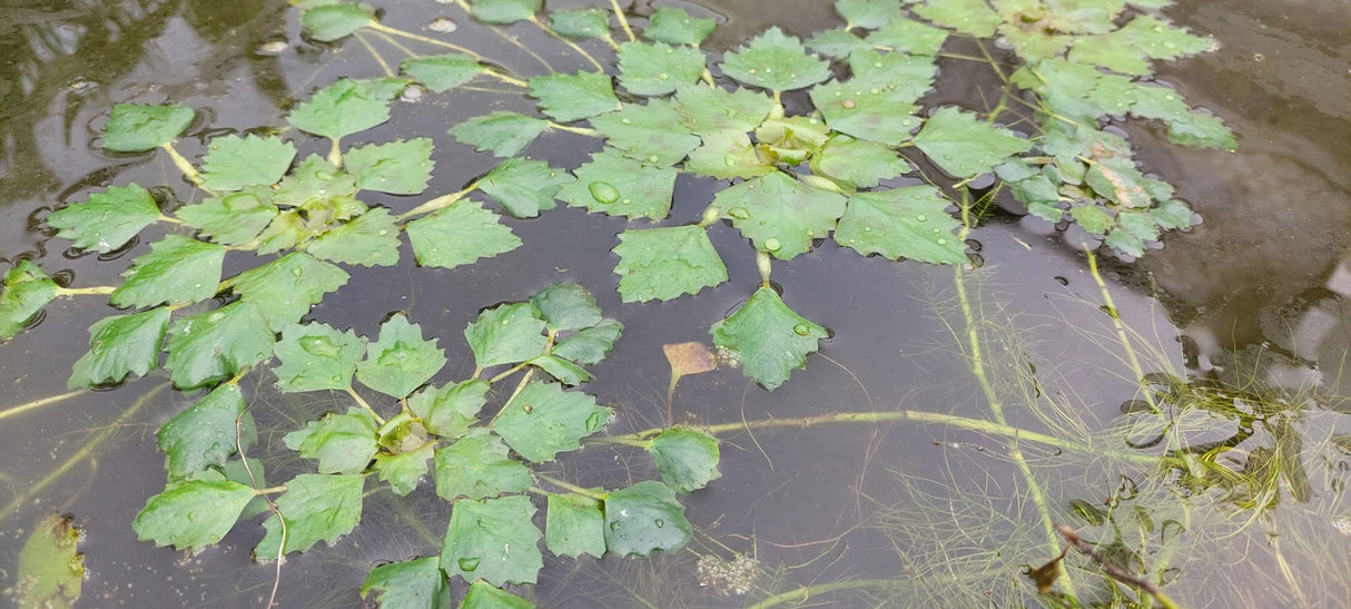 Trapa bicornis - asiatische Wassernuss