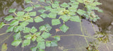 Trapa bicornis - asiatische Wassernuss