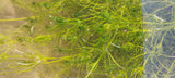 Chara fragilis - Armleuchteralge