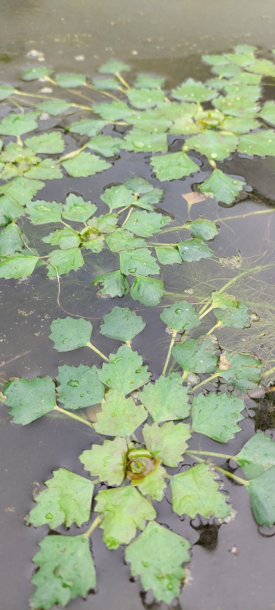 Trapa bicornis - asiatische Wassernuss
