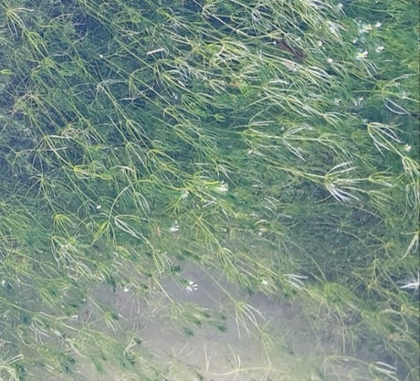 Chara fragilis - Armleuchteralge