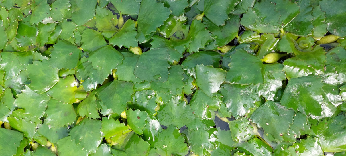 Trapa bicornis - asiatische Wassernuss
