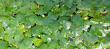 Trapa bicornis - asiatische Wassernuss