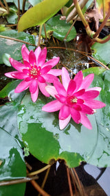 Nymphaea 'Xaifei' - winterharte Seerose