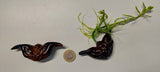 Trapa bicornis - asiatische Wassernuss