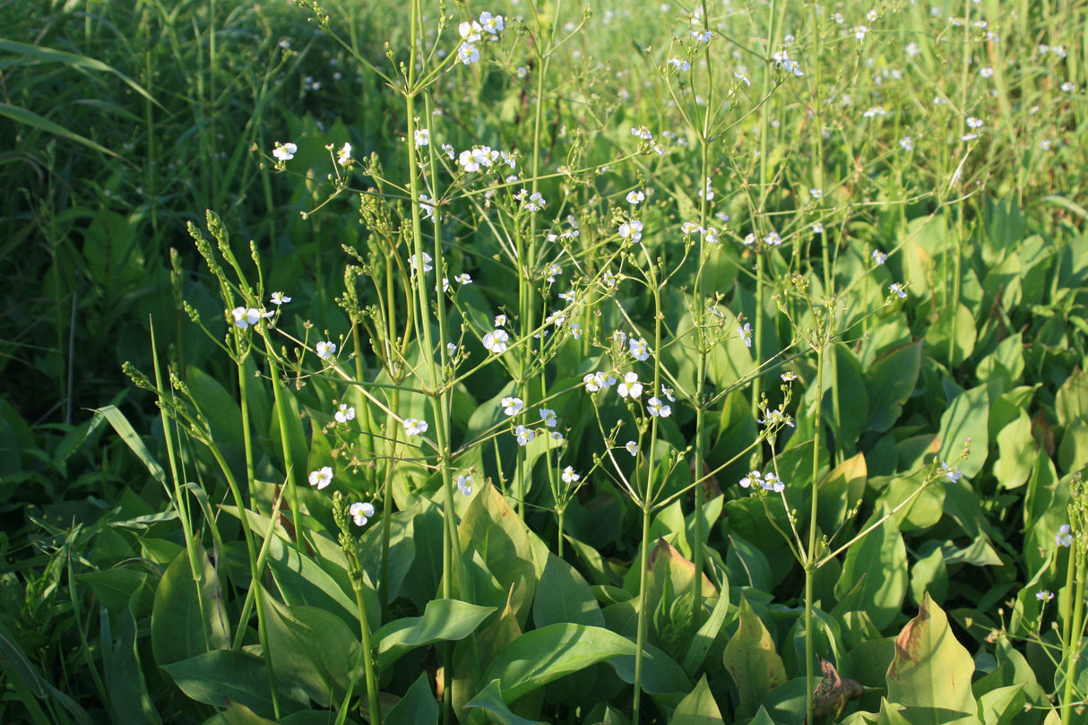 Alisma-plantago-aquatica-5064