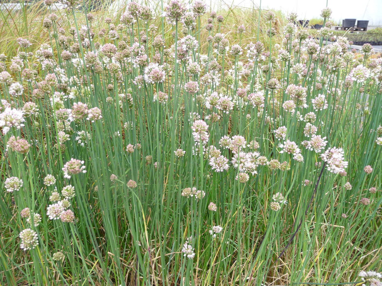 Allium-suaveolens-046