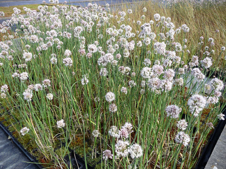 Allium-suaveolens-154