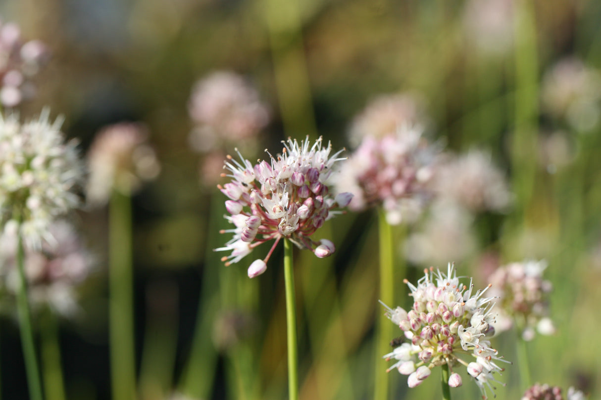 Allium-suaveolens_1211