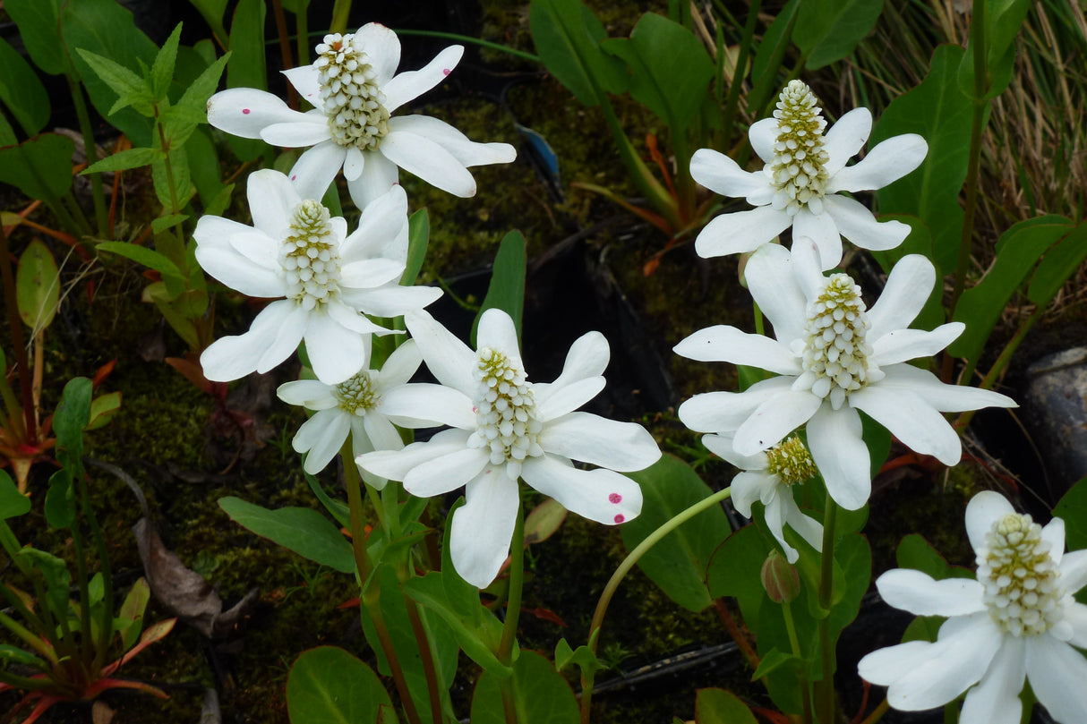 Anemopsis-californica-0195