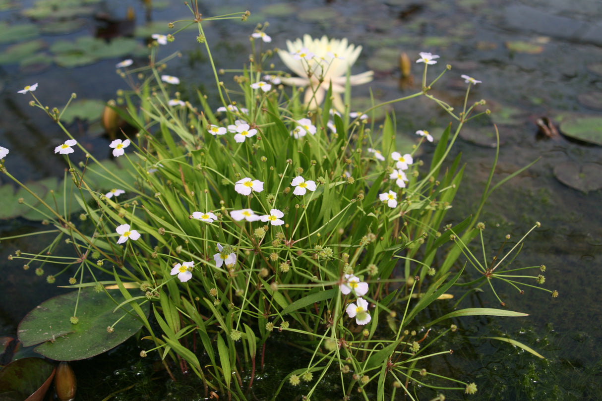 Baldellia-ranunculoides-1586