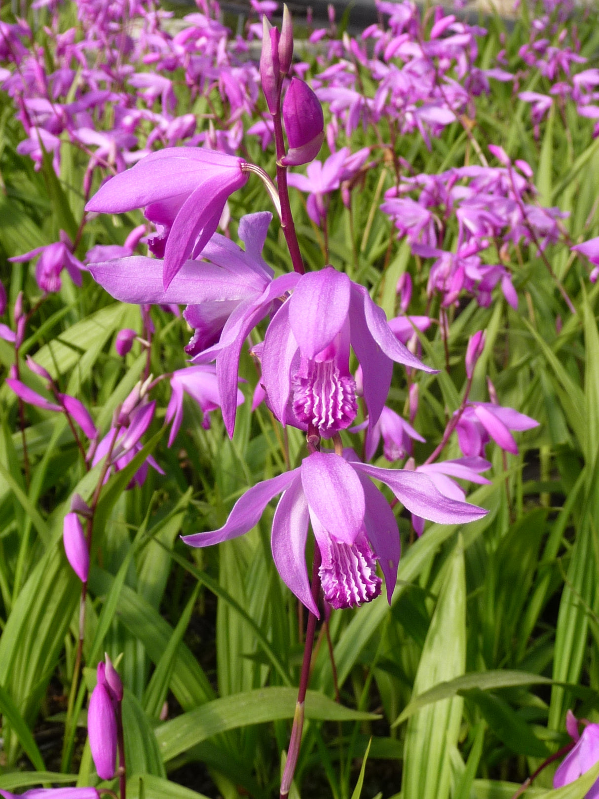 Bletilla-striata-038