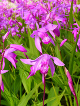 Bletilla-striata-042