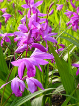 Bletilla-striata-043