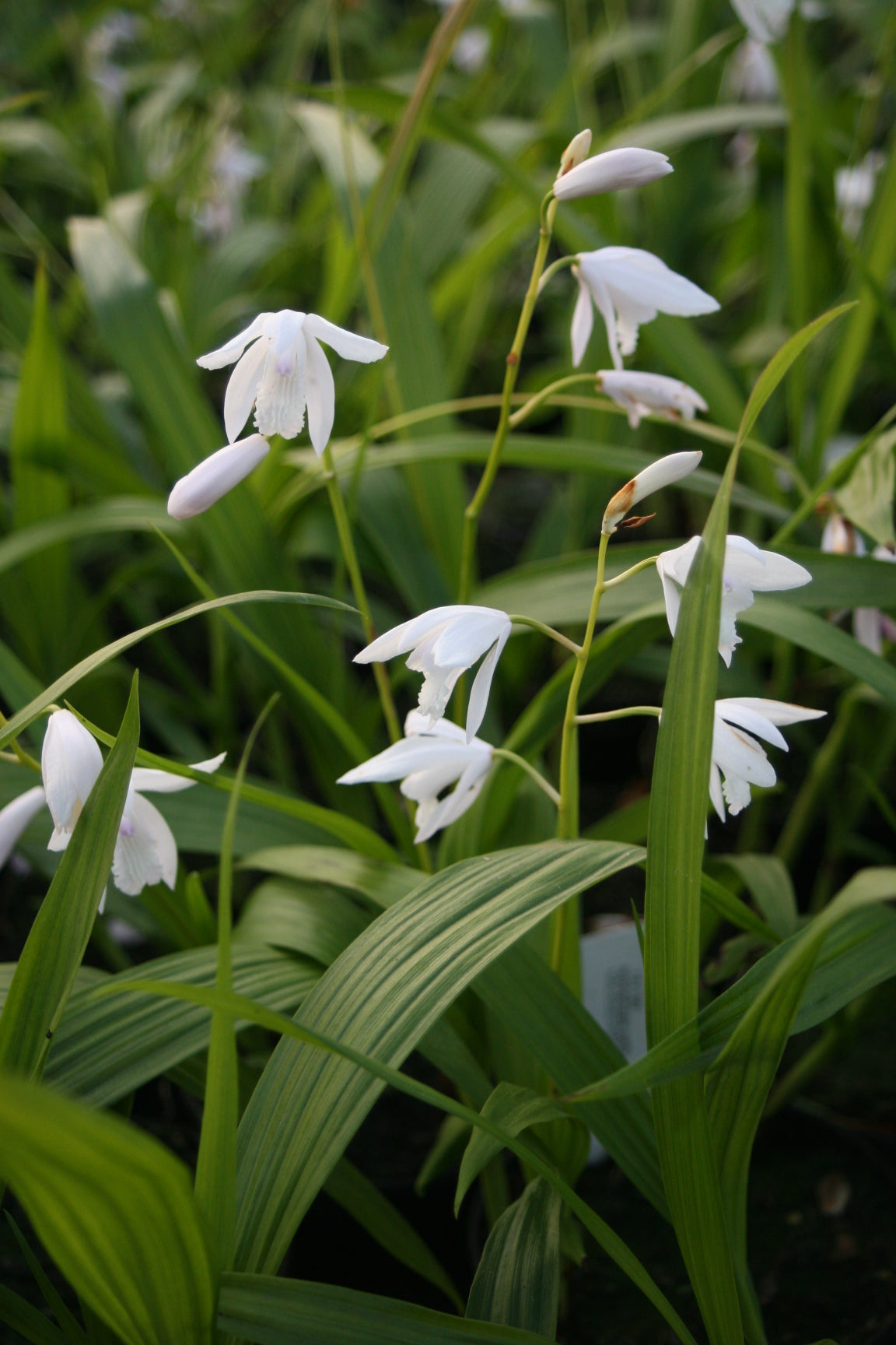 Bletilla-striata-`Alba-1504