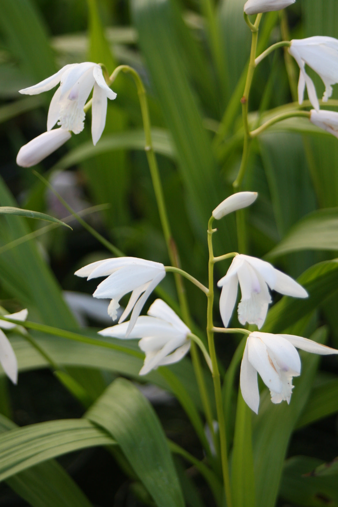 Bletilla-striata-`Alba-1509