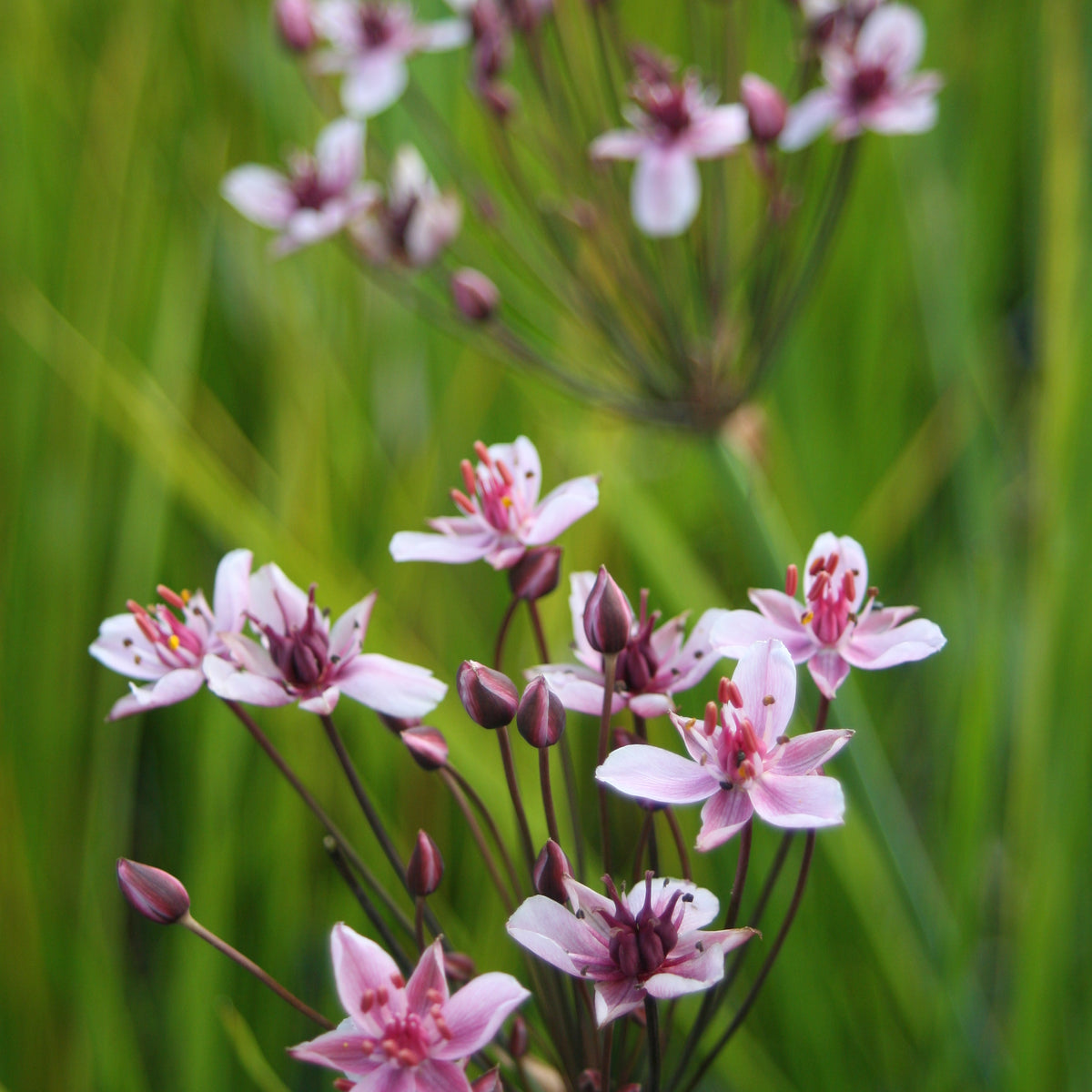 Butomus umbellatus 'Rosenrot' - Blumenbinse – Seerosensorten