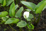 Calla-palustris-0910