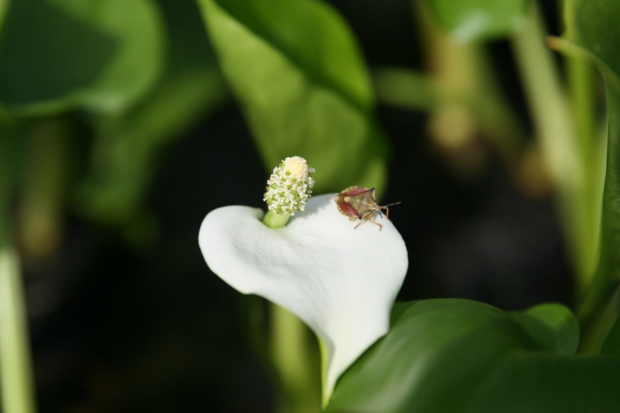 Calla-palustris_7732