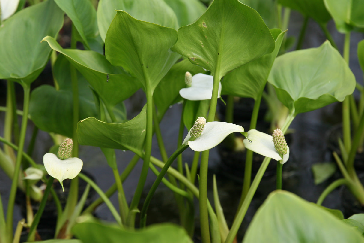 Calla-palustris_7734