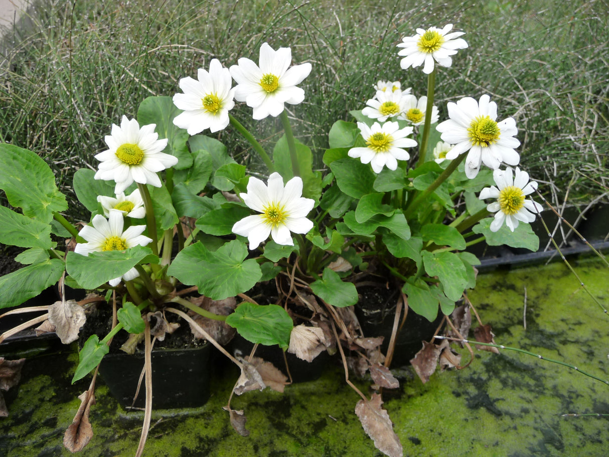 Caltha-leptosepala-097