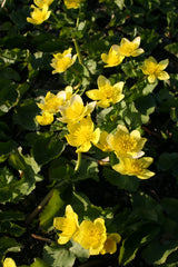 Caltha-pal-`Richard-Maatsch-040