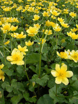 Caltha-pal-`Richard-Maatsch-084