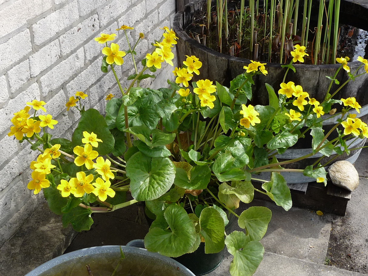 Caltha-palustris-063