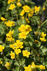 Caltha-palustris-65979ZkskVgYFLcwu