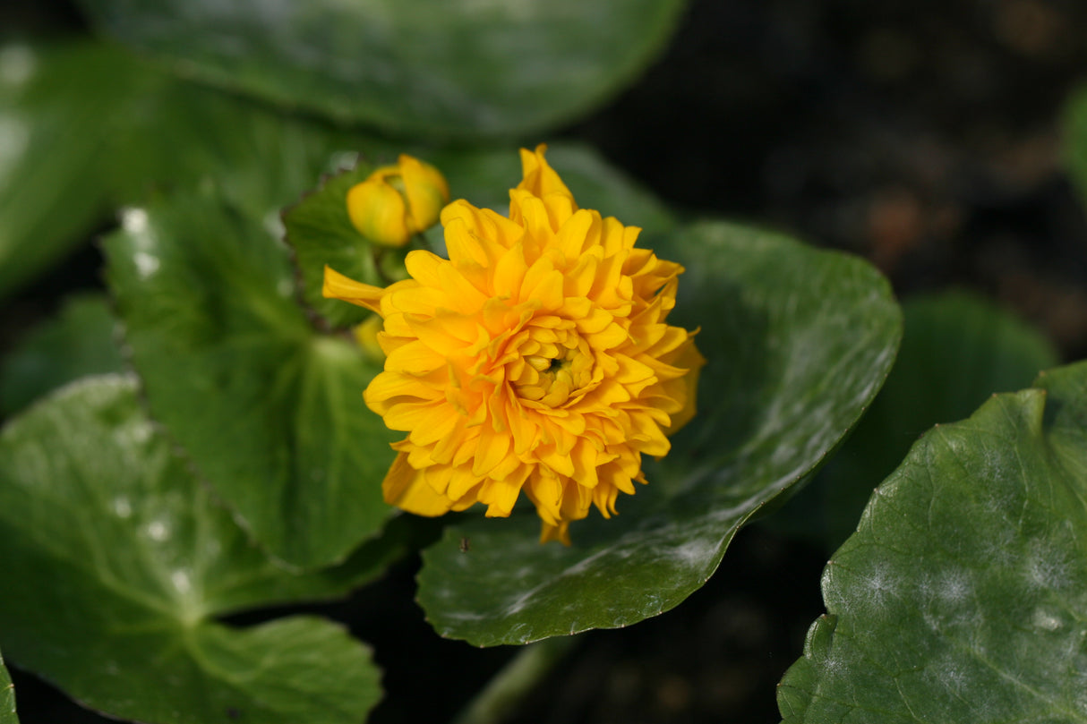 Caltha-palustris-Plena_1076