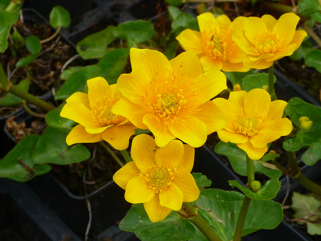 Caltha-palustris-Semiplena-160