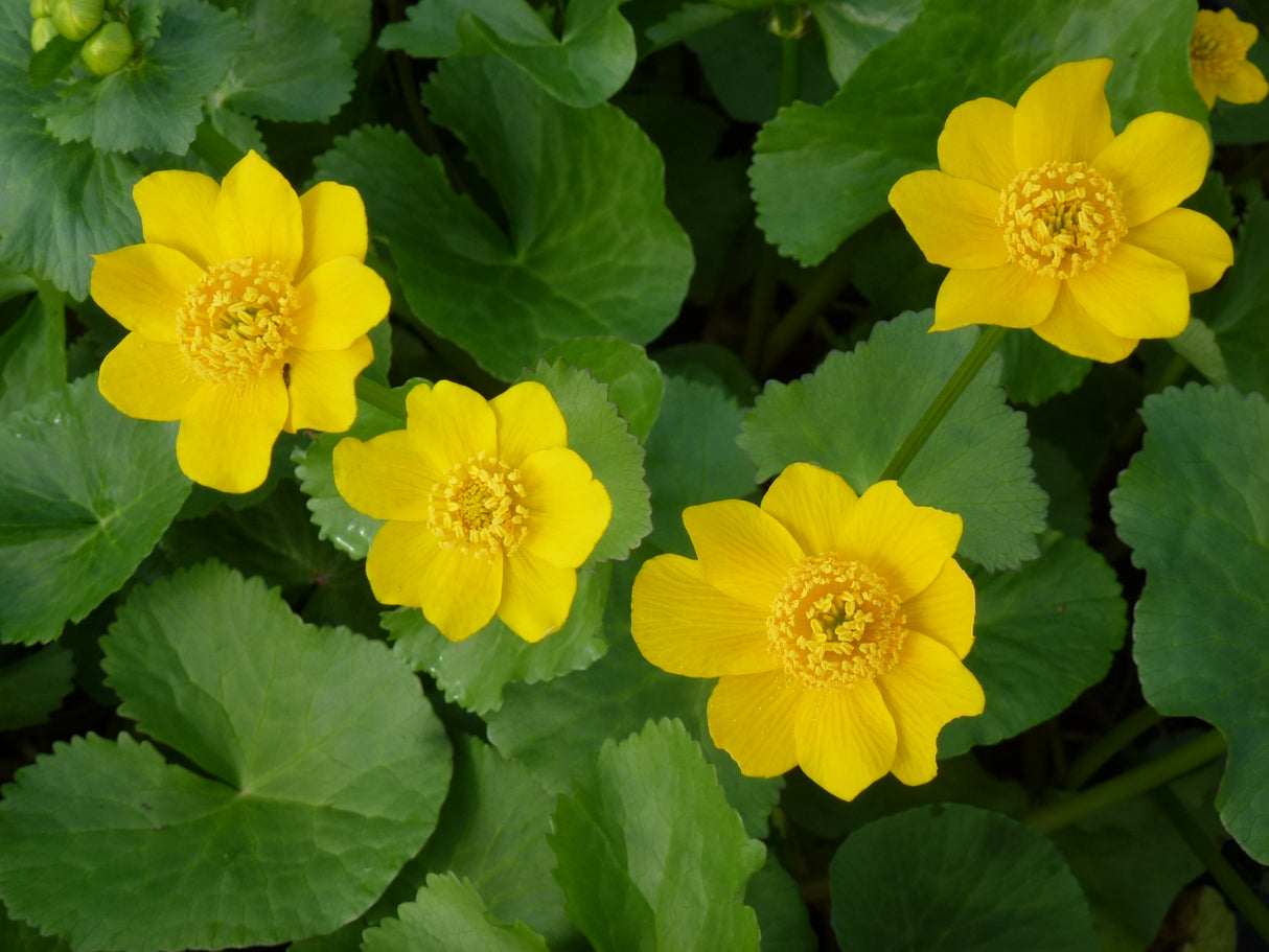 Caltha-palustris-Semiplena-P1040357