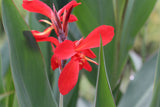 Canna-glauca-Endeavor_1504