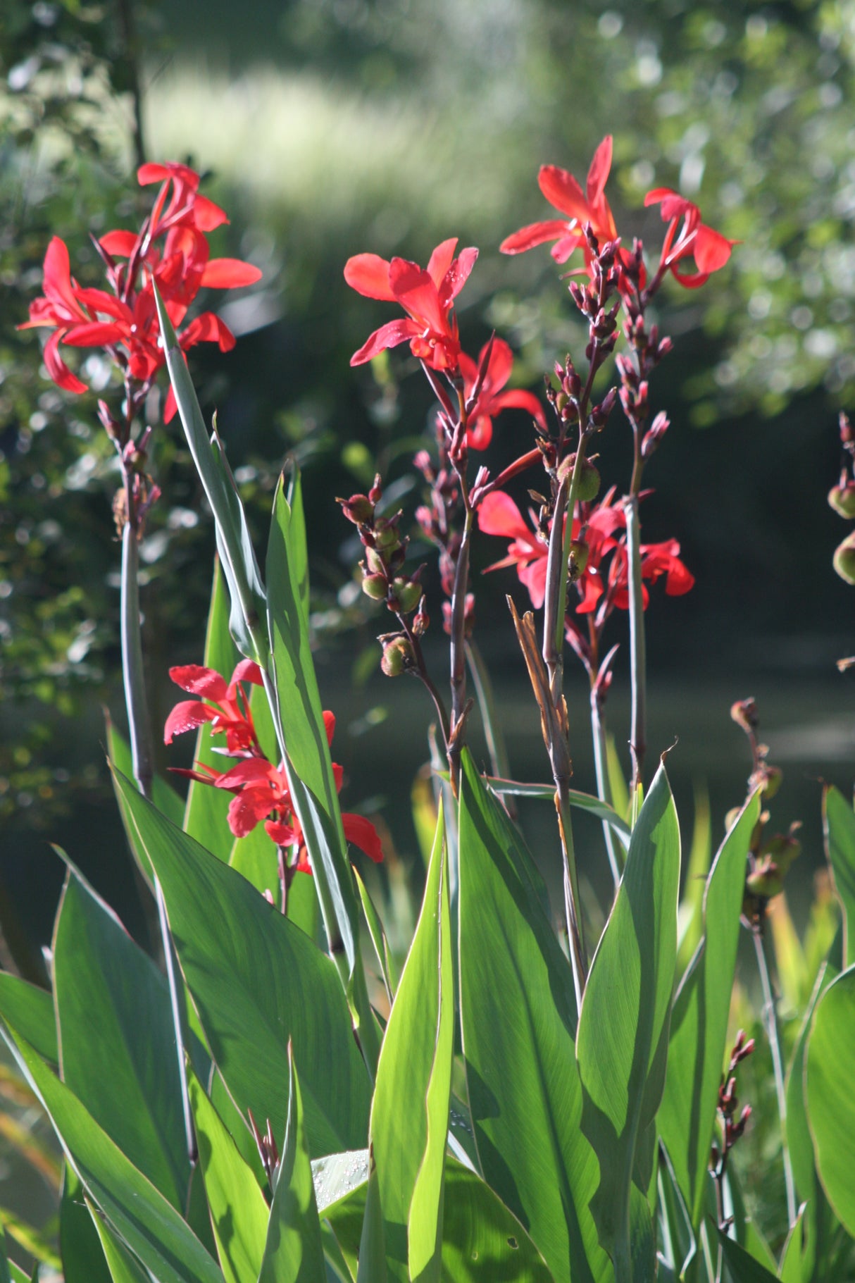 Canna-glauca-Endeavour-295