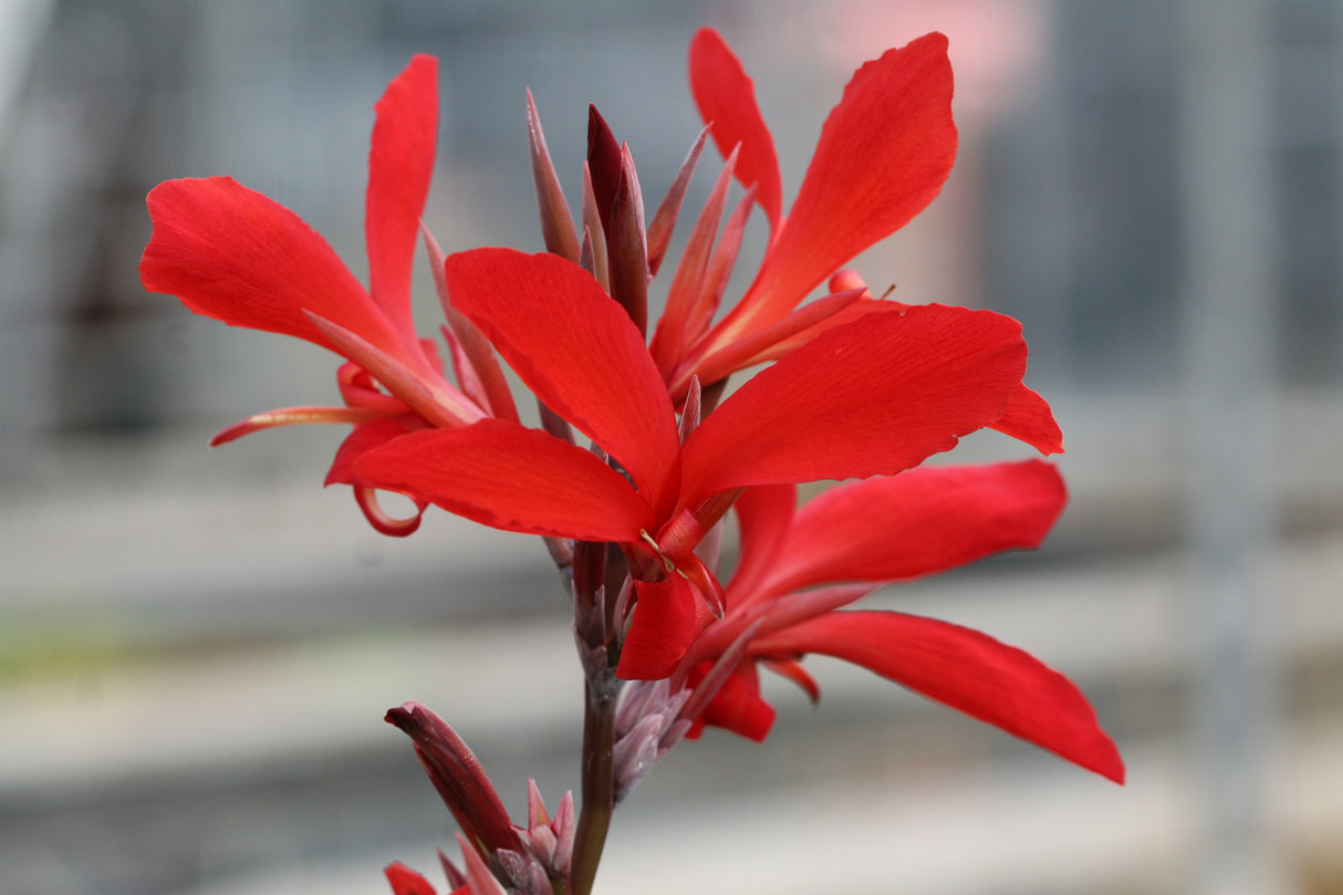 Canna-glauca-Endeavour_1505