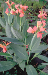 Canna-glauca-`Erebus-03754ee23c177d99