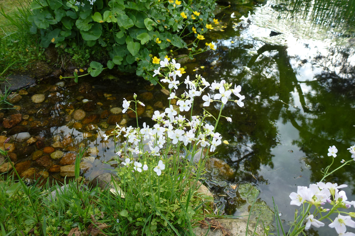 Cardamine-pratensis-0847