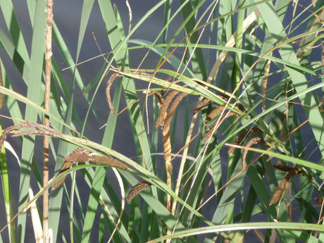 Carex-acuta-069