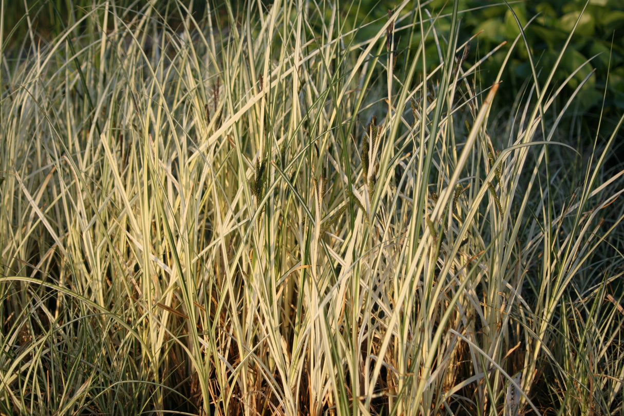 Carex-acuta-Variegata-9154