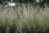 Carex-acuta-`Variegata-176