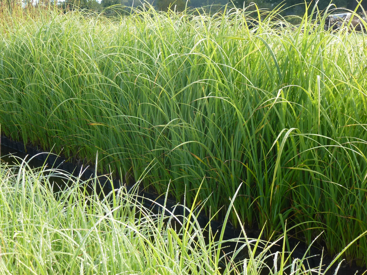 Carex-acutiformis-0113