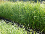 Carex-acutiformis-0113