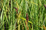 Carex-acutiformis-0964