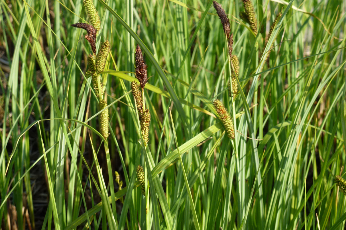 Carex-acutiformis-0965