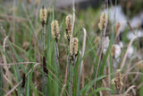 Carex-acutiformis_7715