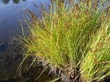 Carex-elongata-039