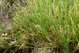 Carex-paniculata-0785