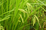 Carex-pseudocpyerus-0888