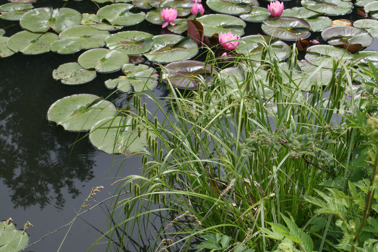 Carex-pseudocyperus-2358