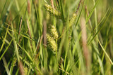 Carex-vesicaria_1783